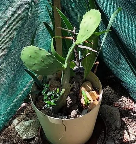 Karavan Aida Campsite Zivogosce